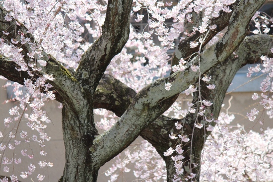 1863-12.4.8祇園枝垂桜の幹　八の字.jpg